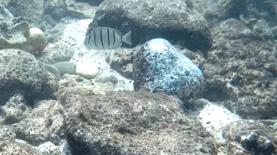 butterfly fish in the water while snorkeling on Oahu