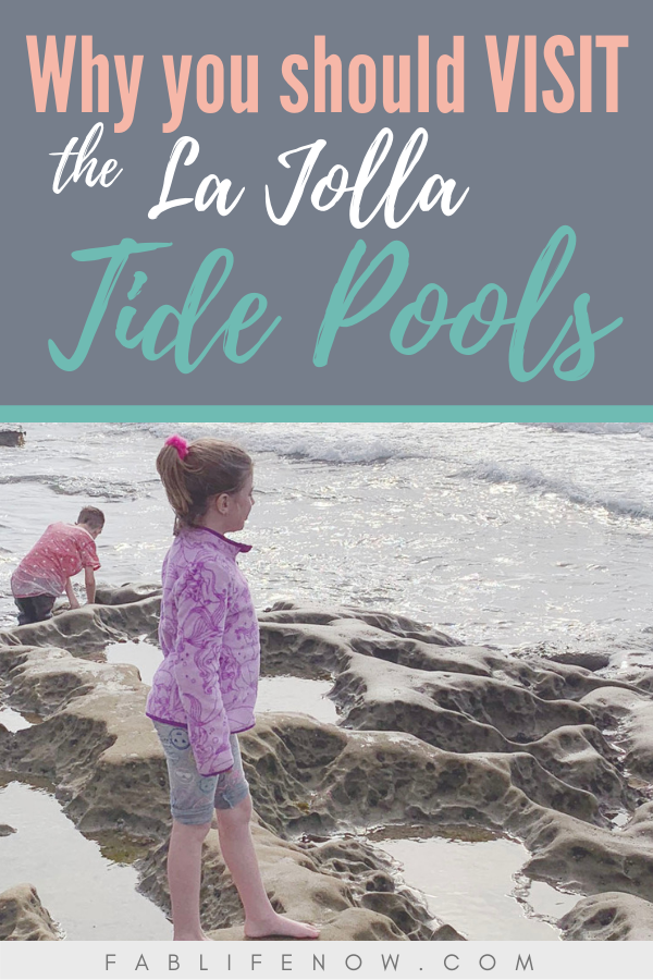 why you should visit la jolla tide pools, best beaches in la jolla, best beaches in san diego, best beaches for kids