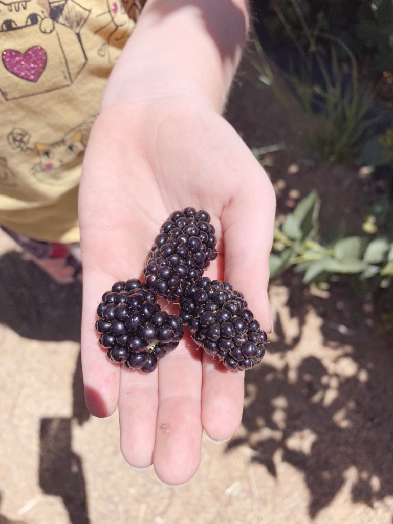 pick juicy ripe blackberries at a upick farm