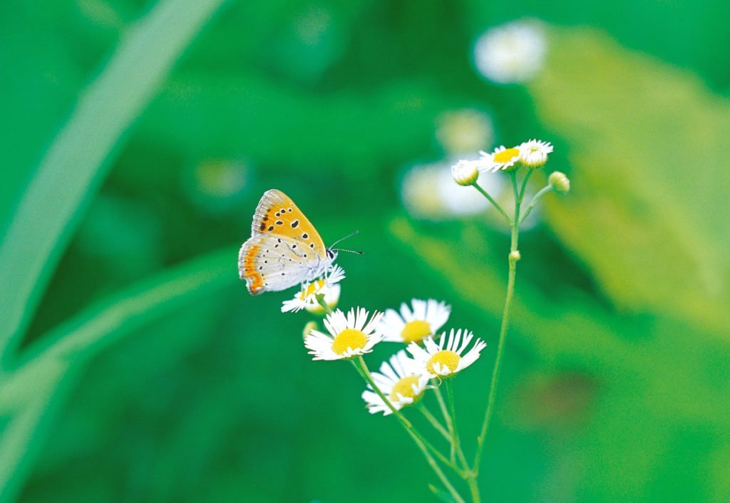 the beauty of nature like a butterfly and flowers fill me with hope