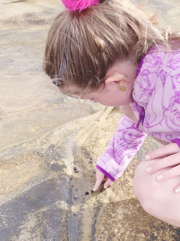 finding creatures in the tide pools in la jolla san diego, tide pools wildlife