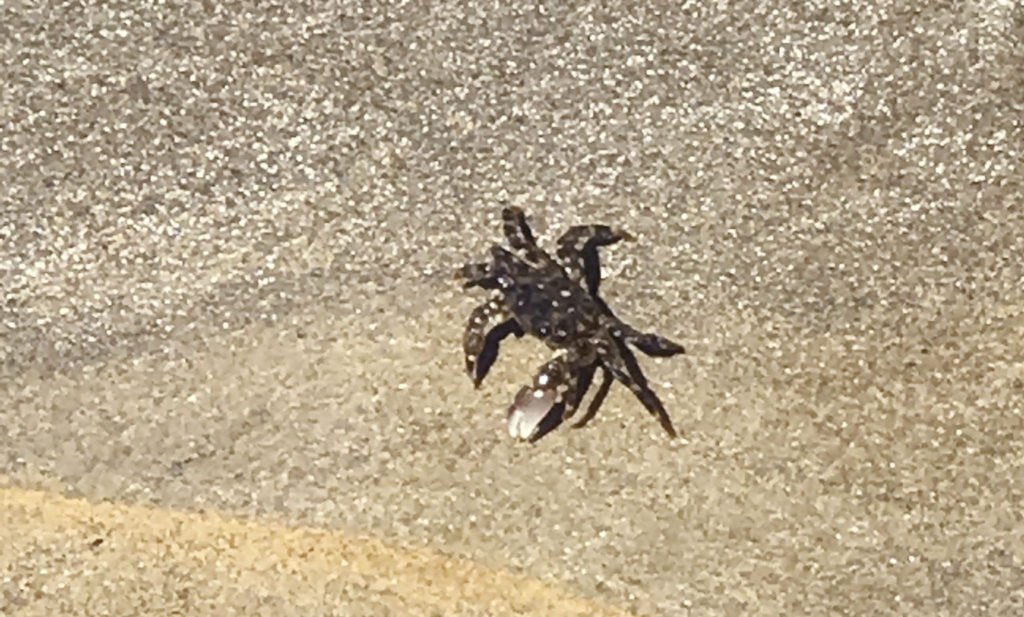 little crabs and other sea life found in the tide pools in la jolla callifornia