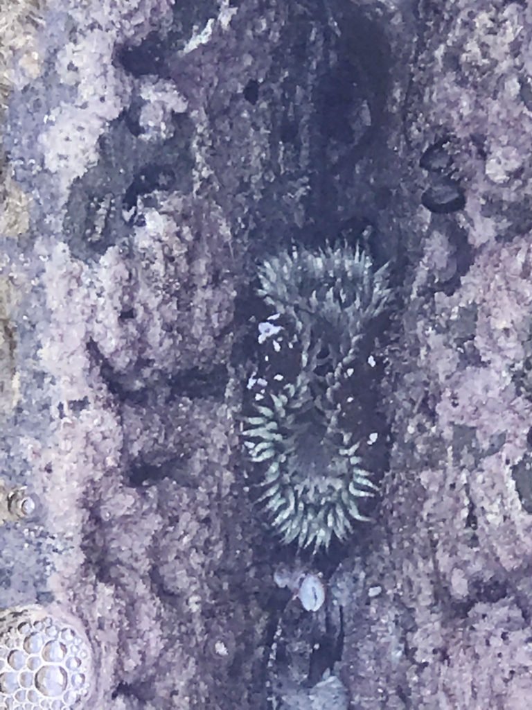 sea anemone in tide pools at la jolla 