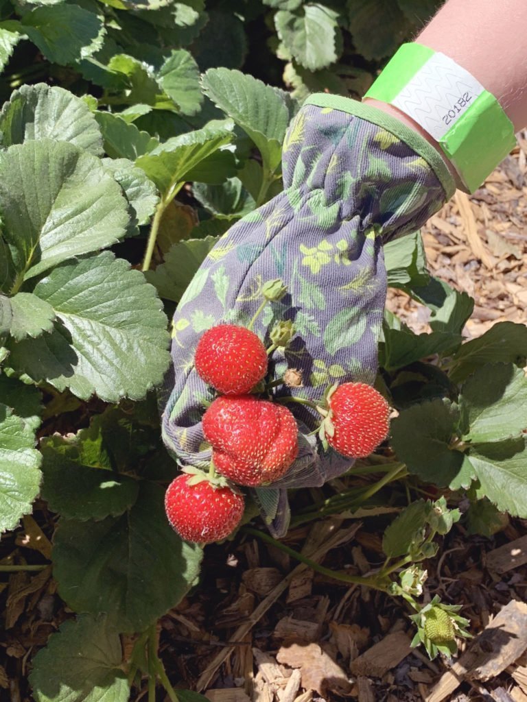 bring helpful tools for a upick farm, like gloves and clipping tools, picking strawberries
